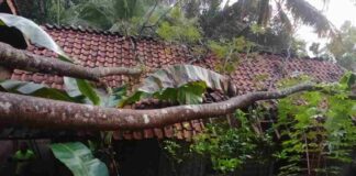 Pohon petai tumbang