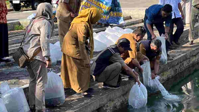 Bibit Ikan Ciamis