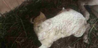 Anjing Liar Teror Rajadesa Ciamis, 8 Domba Mati