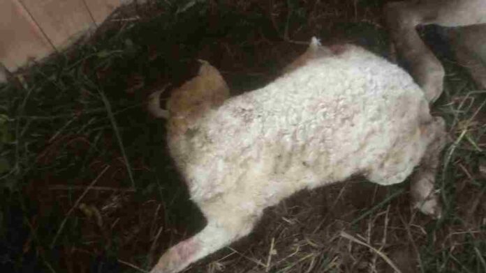 Anjing Liar Teror Rajadesa Ciamis, 8 Domba Mati