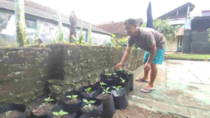 Pemkab Ciamis berupaya untuk mencegah inflasi salah satunya melalui Gerakan Hayu Bertasyakur atau Gerakan Hayu Bertanam Sayur