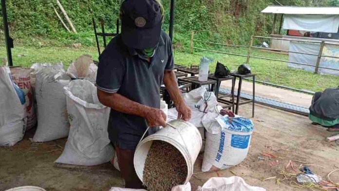 petani kopi di Desa Sukawening, Kecamatan Cipaku, Kabupaten Ciamis, sumringah. Naiknya harga kopi saat ini berdampak besar terhadap perekonomian