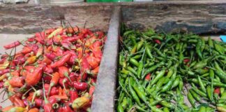 Harga Cabai rawit domba