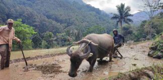Bajak sawah pakai kerbau