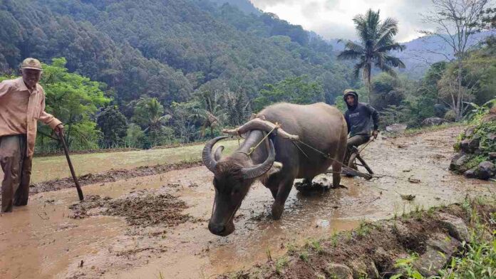 Bajak sawah pakai kerbau