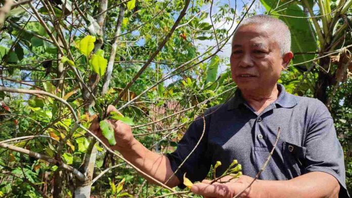 Petani cengkeh Ciamis