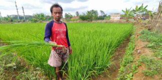 Lahan sawah kekeringan