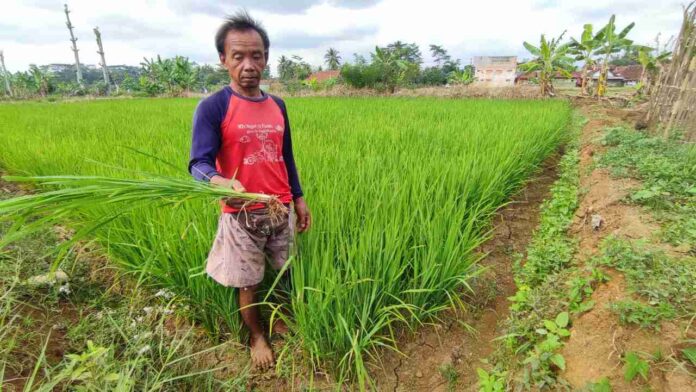 Lahan sawah kekeringan