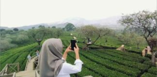 Kebun Teh Wonosari