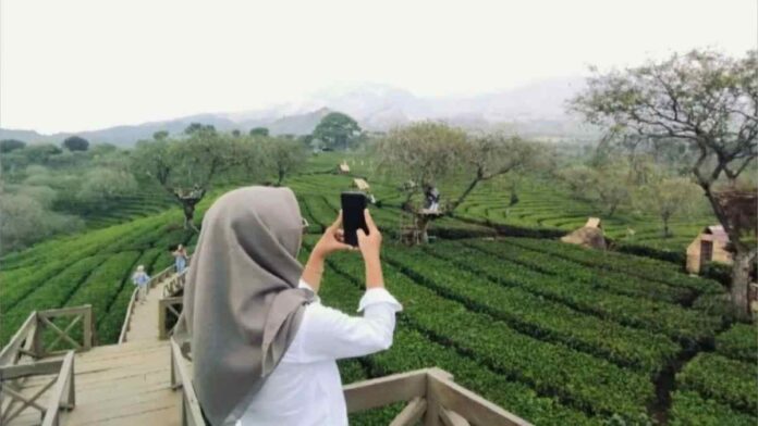 Kebun Teh Wonosari