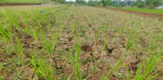 Sejumlah petani di Ciamis kini dihadapkan dengan kegalauan, karena sawah mengalami kekeringan hingga terancam gagal panen.