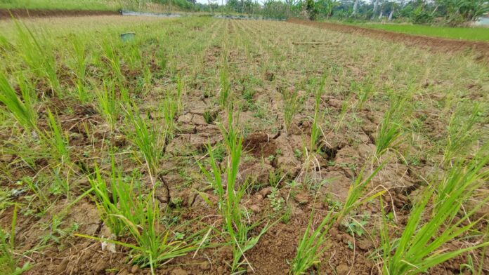 Sejumlah petani di Ciamis kini dihadapkan dengan kegalauan, karena sawah mengalami kekeringan hingga terancam gagal panen.