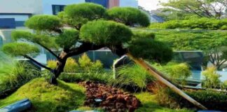Rekomendasi pohon hias