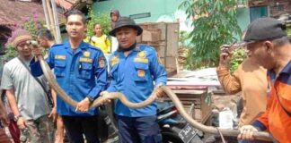 Bisa Ular King Kobra