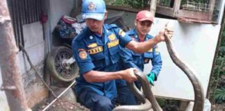 Ular king kobra Ciamis