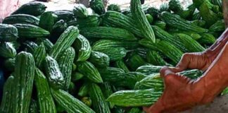 Harga Pare
