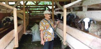 Program Ketahanan Pangan Domba