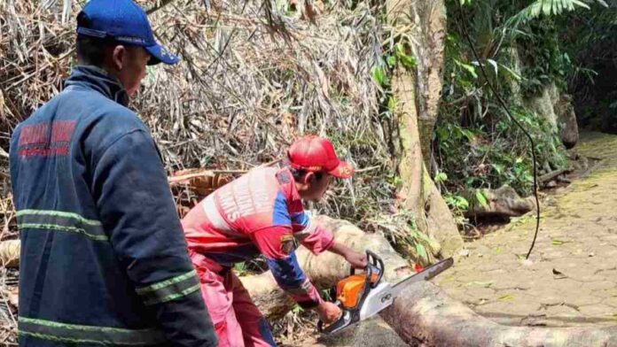 Pohon tumbang kawali