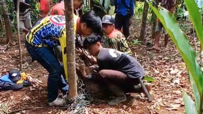 Babi hutan berukuran besar ini telah membuat warga cemas karena sering masuk ke permukiman dan merusak perkebunan mereka.