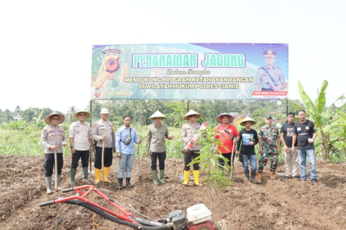 Polres Ciamis Polda Jabar melaksanakan penanaman jagung di Desa Cimari, Kecamatan Cikoneng, Jumat (22/11/2024).