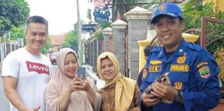 Damkar evakuasi kucing