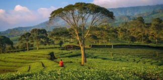 Kebun Teh Sukawana