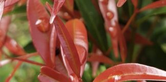 Daun Pucuk Merah