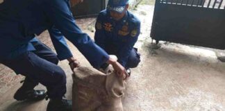 Anjing kampung