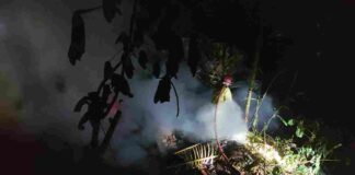 Insiden ini menghanguskan sebagian besar bangunan kandang, 1.100 anak ayam mati terpanggang, dan menimbulkan kerugian hingga Rp 50 juta.