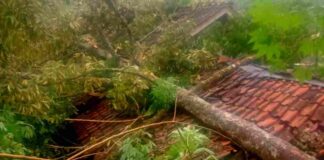 Rumah di Dusun Madura, RT 004 RW 002, Desa Purwasari, Kecamatan Kawali, Kabupaten Ciamis, rusak akibat tertimpa pohon tumbang