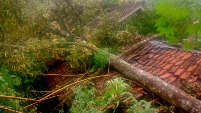 Rumah di Dusun Madura, RT 004 RW 002, Desa Purwasari, Kecamatan Kawali, Kabupaten Ciamis, rusak akibat tertimpa pohon tumbang