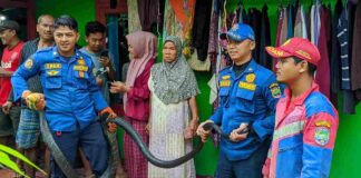 Ular King Kobra 4 Meter Dievakuasi Damkar dari Dapur Rumah Warga di Ciamis