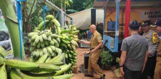Festival Pisang Ciamis
