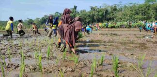 Pemkab Ciamis Dorong Regenerasi Petani Muda demi Ketahanan Pangan