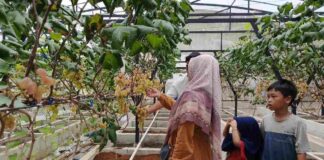 Green House Anggocip