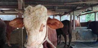 Dua ekor sapi di Kota Banjar, Jawa Barat, dinyatakan positif terjangkit Penyakit Mulut dan Kuku (PMK). Hal ini menimbulkan kekhawatiran
