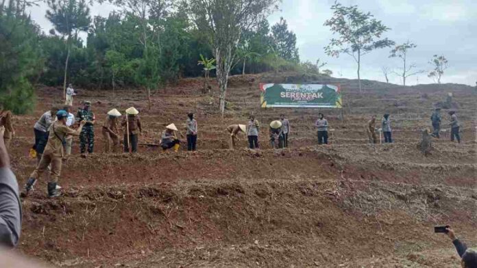 Polres Ciamis, bersama Pemerintah Kabupaten Ciamis yang diwakili oleh Asisten Daerah II, melaksanakan penanaman jagung di Desa Bangunjaya, Kecamatan Panawangan