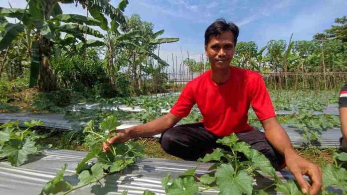 Rifki, Petani Muda Ciamis yang Sukses Menghidupi Keluarga dengan Ketekunan