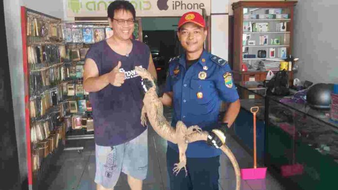 Biawak Ciamis