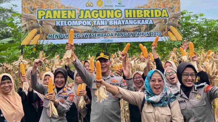 Panen Raya Jagung