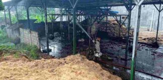 Kebakaran Kelapa Ciamis