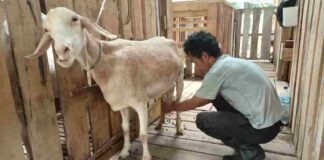 Tak hanya berfokus pada pengolahan daging, peternakan ini juga memproduksi susu etawa segar yang kaya manfaat bagi kesehatan.