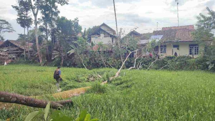 Angin kencang melanda beberapa wilayah di Kabupaten Ciamis, Jawa Barat, pada Kamis (6/2/2025) siang. Salah satu daerah yang terdampak