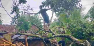 Pohon Tumbang Ciamis