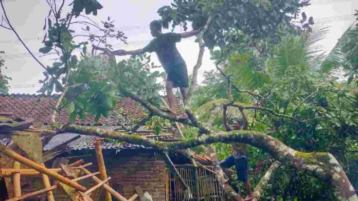 Pohon Tumbang Ciamis