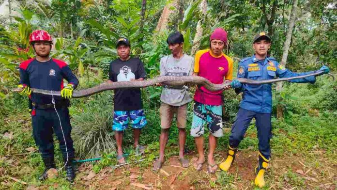 King Kobra Ciamis