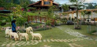 Wisata Bukit Domba Sentul