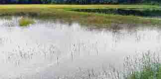 Sawah air laut