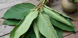 Manfaat Daun Bidara