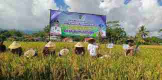 Salah satu langkah konkret dilakukan dengan Pertanian organik di Ciamis, yakni menggalakkan penggunaan pupuk organik